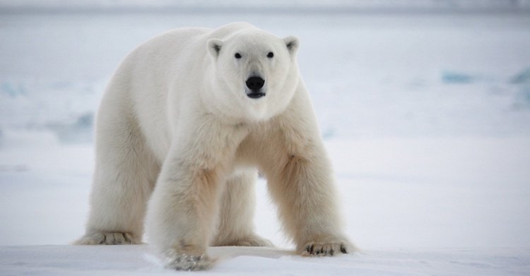 Retreat Planning 201: Bring The Polar Bear